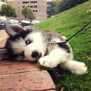 Meet your Posher, Emery